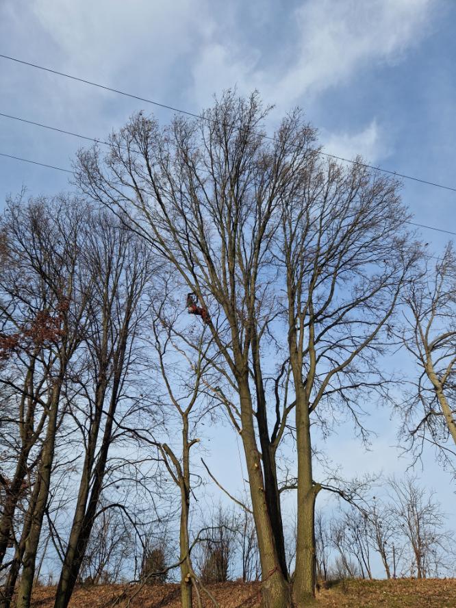 ořezy dubů poblíž vedení vysokého napetí Markvartovice